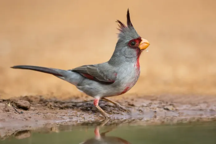 Framed Print : Pyrrhuloxia (Cardinalis cardinalis) drinking Framed Print : Pyrrhuloxia (Cardinalis cardinalis) drinking