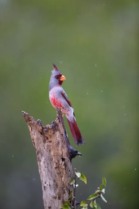 Framed Print : Pyrrhuloxia (Cardinalis cardinalis) perched during rainfall