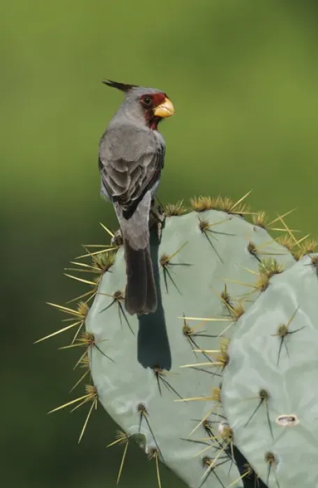 Framed Print : Pyrrhuloxia, Cardinalis sinuatus, male on Texas Prickly Pear Cactus (Opuntia lindheimeri)