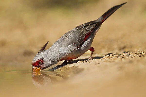 Pyrrhuloxia (Cardinalis sinuatus) male drinking at south Texas pond