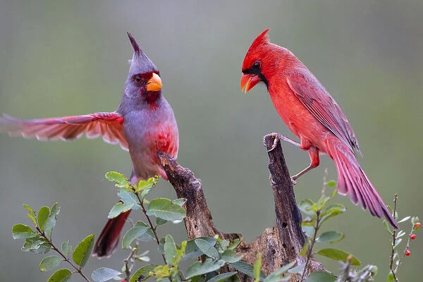 Pyrrhuloxia (Cardinalis sinuatus) and Northern cardinal (Cardinalis cardinalis) perched together