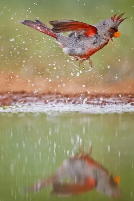 Framed Print : Pyrrhuloxia (Cardinalis sinuatus) male bathing at south Texas pond