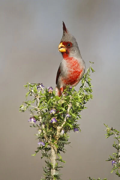 Pyrrhuloxia (Cardinalis sinuatus) male in brush, south Texas