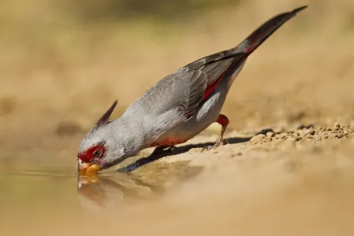 Framed Print : Pyrrhuloxia (Cardinalis sinuatus) male drinking at south Texas pond Framed Print : Pyrrhuloxia (Cardinalis sinuatus) male drinking at south Texas pond