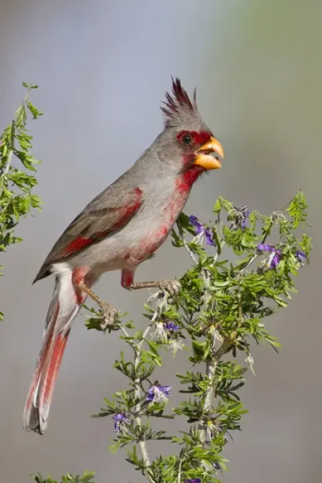 Framed Print : Pyrrhuloxia (Cardinalis sinuatus) male perched in south Texas
