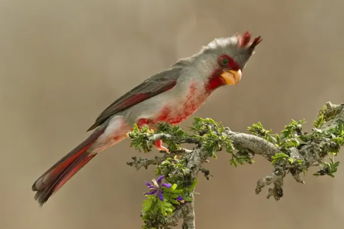 Framed Print : Pyrrhuloxia (Cardinalis sinuatus) male perched in south Texas Framed Print : Pyrrhuloxia (Cardinalis sinuatus) male perched in south Texas