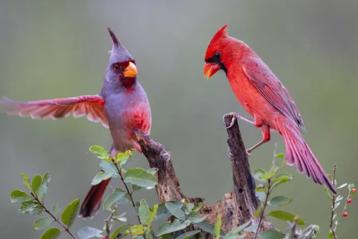 Framed Print : Pyrrhuloxia (Cardinalis sinuatus) and Northern cardinal (Cardinalis cardinalis) perched together Framed Print : Pyrrhuloxia (Cardinalis sinuatus) and Northern cardinal (Cardinalis cardinalis) perched together