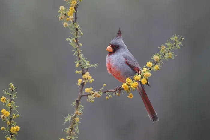 Framed Print : Pyrrhuloxia (Cardinalis sinuatus) perched in blooming Huisachillo bush
