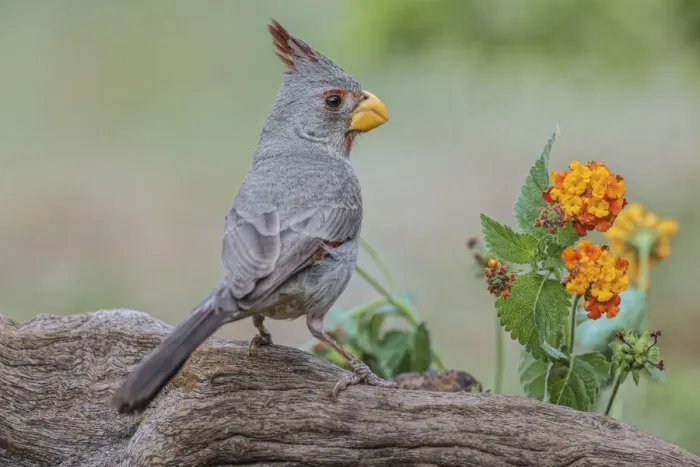Framed Print : Pyrrhuloxia, Rio Grande Valley, Texas