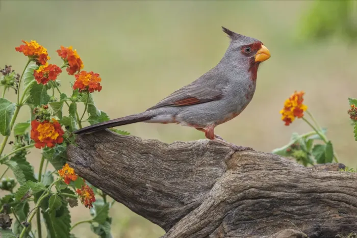 Framed Print : Pyrrhuloxia, Rio Grande Valley, Texas Framed Print : Pyrrhuloxia, Rio Grande Valley, Texas