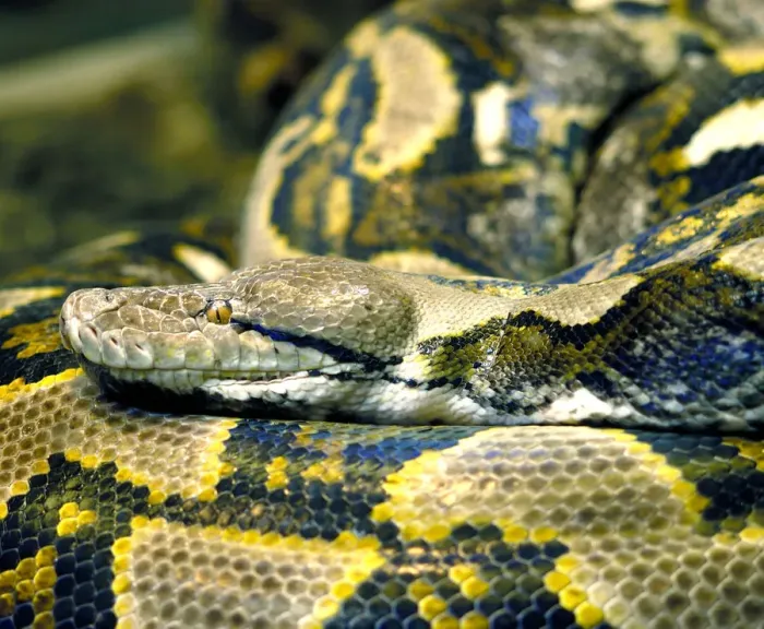 Framed Print : Python from Malaysia and Indonesia