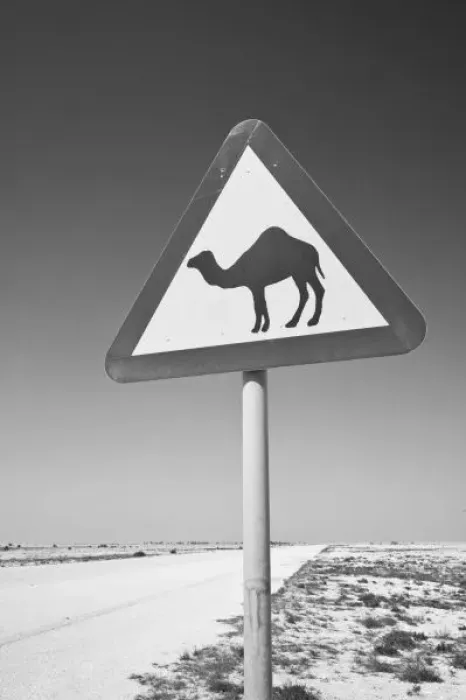 Framed Print : Qatar, Al Zubarah. Camel Crossing Sign-Road to Al-Zubarah NW Qatar Framed Print : Qatar, Al Zubarah. Camel Crossing Sign-Road to Al-Zubarah NW Qatar