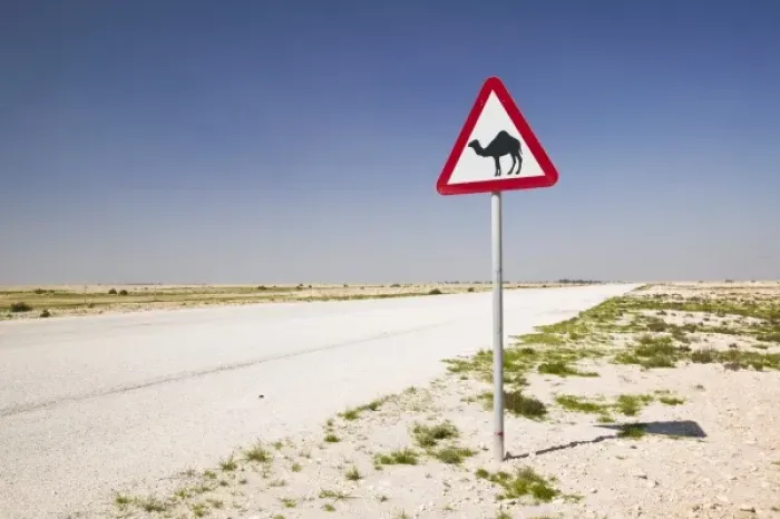 Framed Print : Qatar, Al Zubarah. Camel Crossing Sign-Road to Al-Zubarah NW Qatar Framed Print : Qatar, Al Zubarah. Camel Crossing Sign-Road to Al-Zubarah NW Qatar