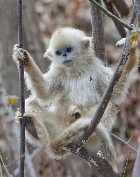 Qinling, China, Golden monkey youngster in tree