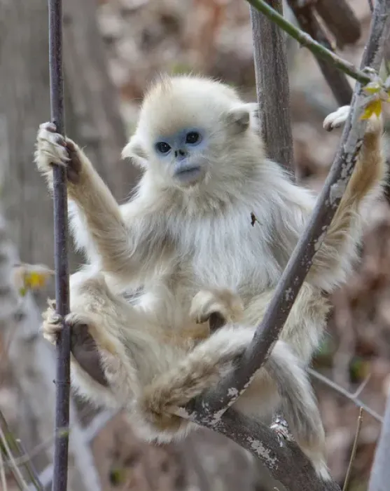 Framed Print : Qinling, China, Golden monkey youngster in tree Framed Print : Qinling, China, Golden monkey youngster in tree