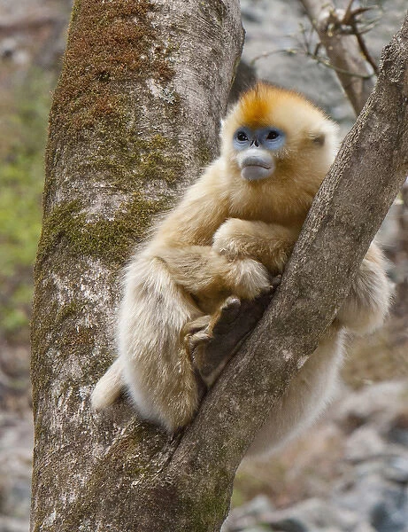 Qinling Mountains, China, female Golden monkey in tree