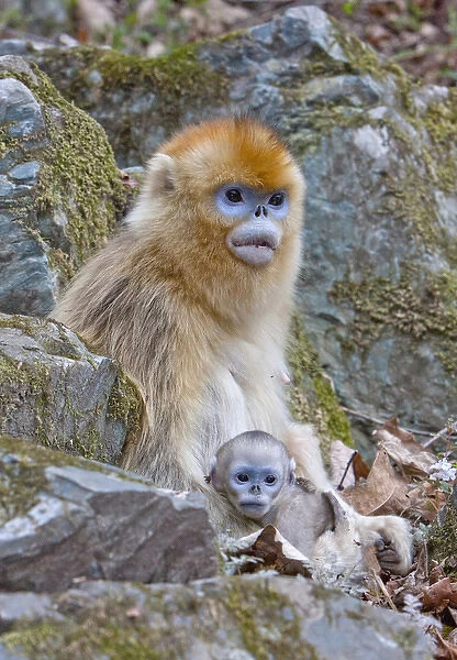 Qinling Mountains, China, Female Golden monkey with infant