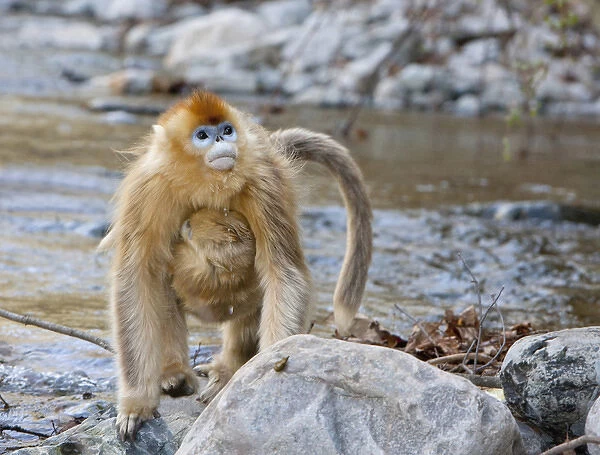 Qinling Mountains, China, Female Golden monkey carrying young as she drinks from a stream