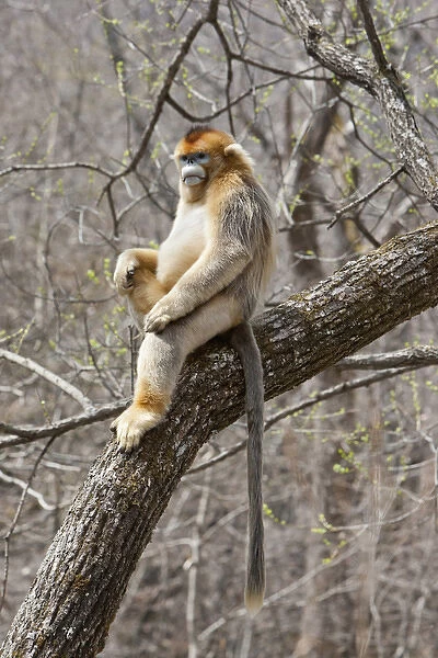 Qinling Mountains, China, Male Golden Monkey sitting in tree