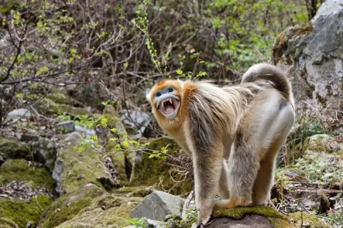 Framed Print : Qinling Mountains, China, Male Golden monkey showing teeth in defiance Framed Print : Qinling Mountains, China, Male Golden monkey showing teeth in defiance