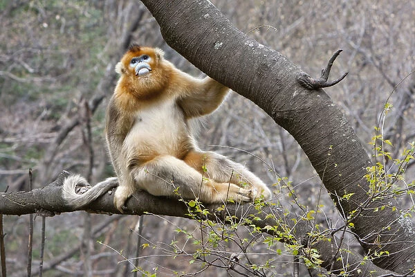 Qinling Mountains, China, Portrait of male Golden monkey in tree