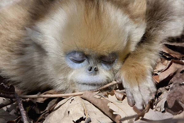 Qinling Mountains, China, Young Golden monkey sleeping in sun
