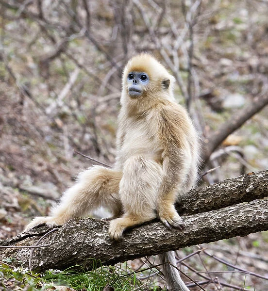 Qinling Mountains, China, Young Golden monkey sitting in tree
