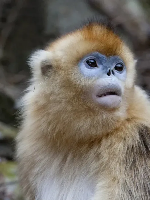 Framed Print : Qinling Mountains, Female golden monkey Framed Print : Qinling Mountains, Female golden monkey