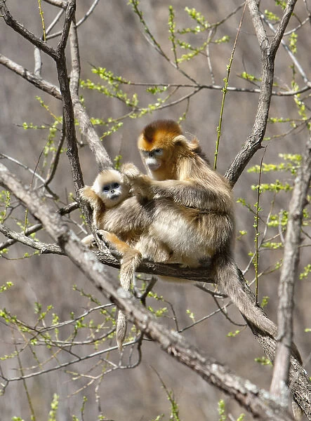Qinling Mountains, Female Golden Monkey grooming youngster in tree