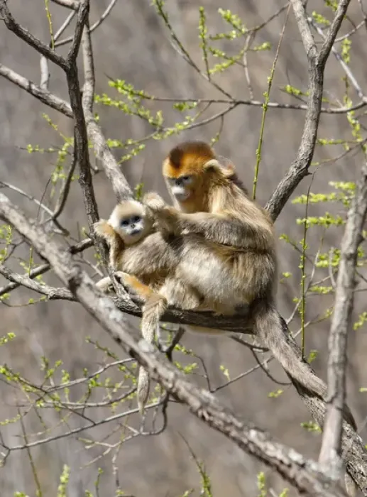 Framed Print : Qinling Mountains, Female Golden Monkey grooming youngster in tree