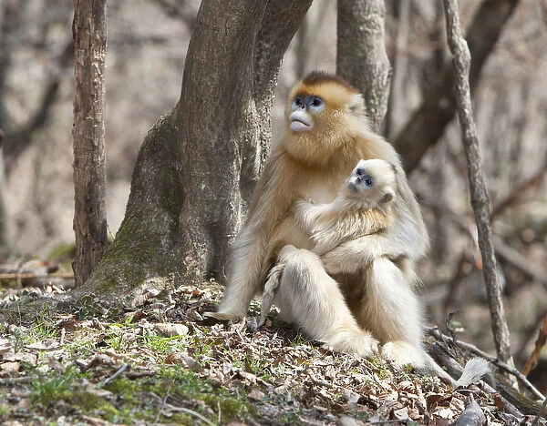 Qinling Mountains, Female Golden Monkey with youngster