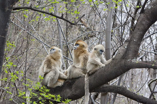 Qinling Mountains, Golden Monkey group in tree