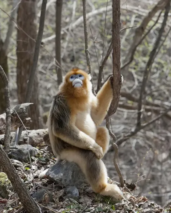 Framed Print : Qinling Mountains, Male Golden Monkey sitting under trees Framed Print : Qinling Mountains, Male Golden Monkey sitting under trees