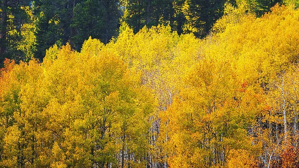 Quaking aspen in full autumn color along Bishop Creek, Inyo National Forest, California USA