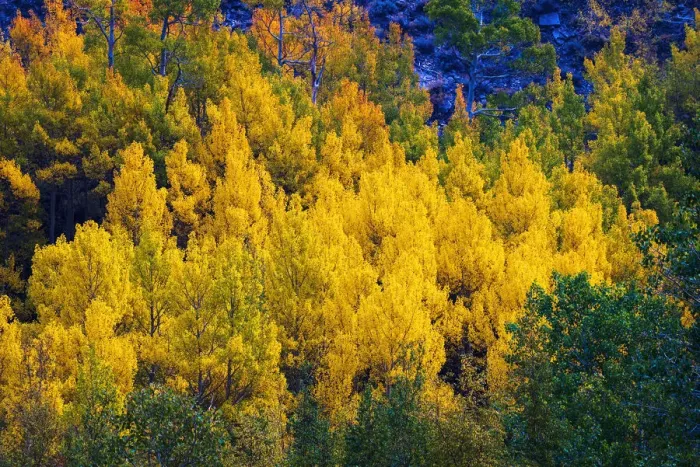 Framed Print : Quaking aspen in full autumn color along Bishop Creek, Inyo National Forest, California USA Framed Print : Quaking aspen in full autumn color along Bishop Creek, Inyo National Forest, California USA