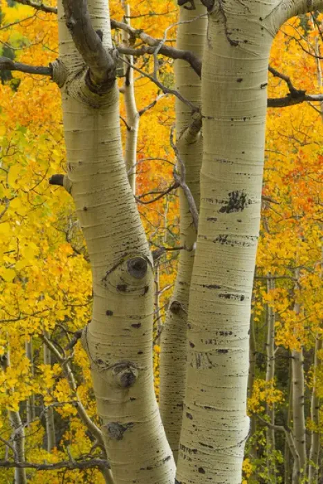 Framed Print : Quaking aspen in full color, Populus tremuloides, New Mexico Rocky mountains Framed Print : Quaking aspen in full color, Populus tremuloides, New Mexico Rocky mountains