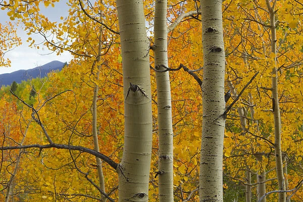 Quaking aspen in full color, Populus tremuloides, New Mexico Rocky mountains