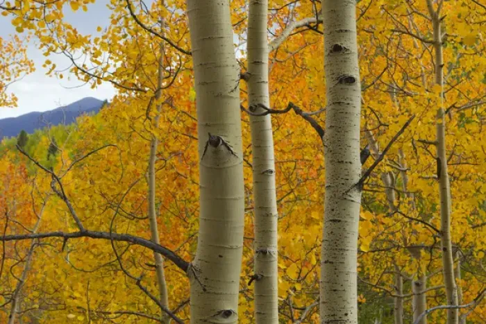 Framed Print : Quaking aspen in full color, Populus tremuloides, New Mexico Rocky mountains Framed Print : Quaking aspen in full color, Populus tremuloides, New Mexico Rocky mountains