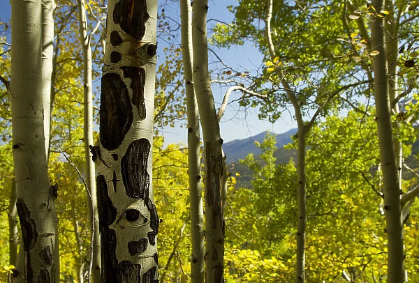 Quaking aspen in full color showing chewing marks from elk and other wildlife, Populus tremuloides