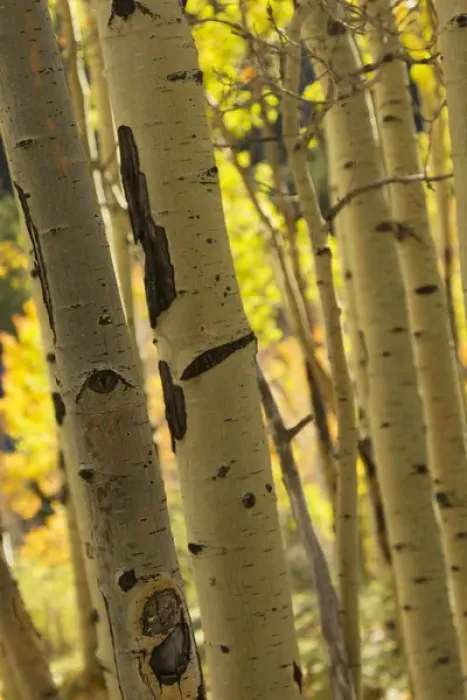 Framed Print : Quaking aspen in full color showing chewing marks from elk and other wildlife, Populus tremuloides Framed Print : Quaking aspen in full color showing chewing marks from elk and other wildlife, Populus tremuloides