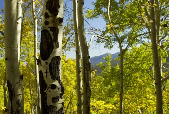 Framed Print : Quaking aspen in full color showing chewing marks from elk and other wildlife, Populus tremuloides Framed Print : Quaking aspen in full color showing chewing marks from elk and other wildlife, Populus tremuloides