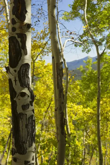 Framed Print : Quaking aspen in full color showing chewing marks from elk and other wildlife, Populus tremuloides Framed Print : Quaking aspen in full color showing chewing marks from elk and other wildlife, Populus tremuloides