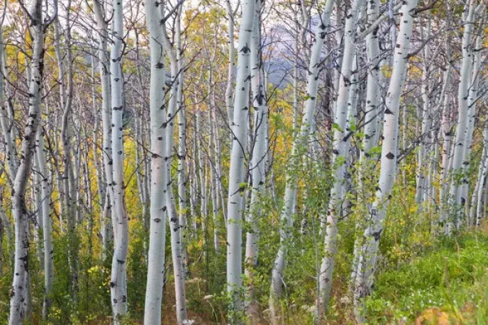 Framed Print : Quaking aspen grove at dawn near East Glacier, Montana, USA Framed Print : Quaking aspen grove at dawn near East Glacier, Montana, USA
