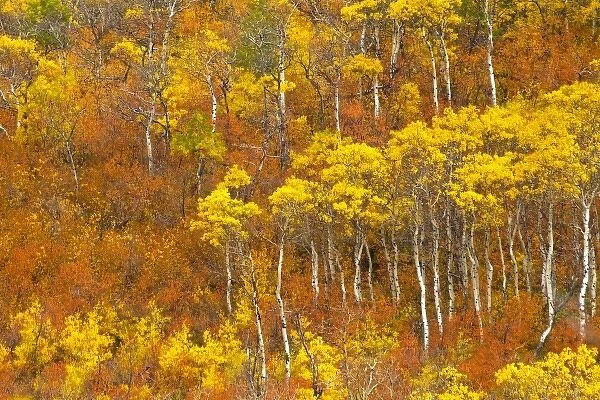 Quaking aspen grove in peak autumn color in Glacier National Park, Montana, USA
