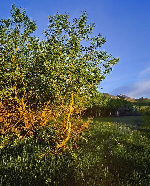 Quaking Aspen Grove along the Rocky Mountain Front in Waterton Lakes National Park in Alberta