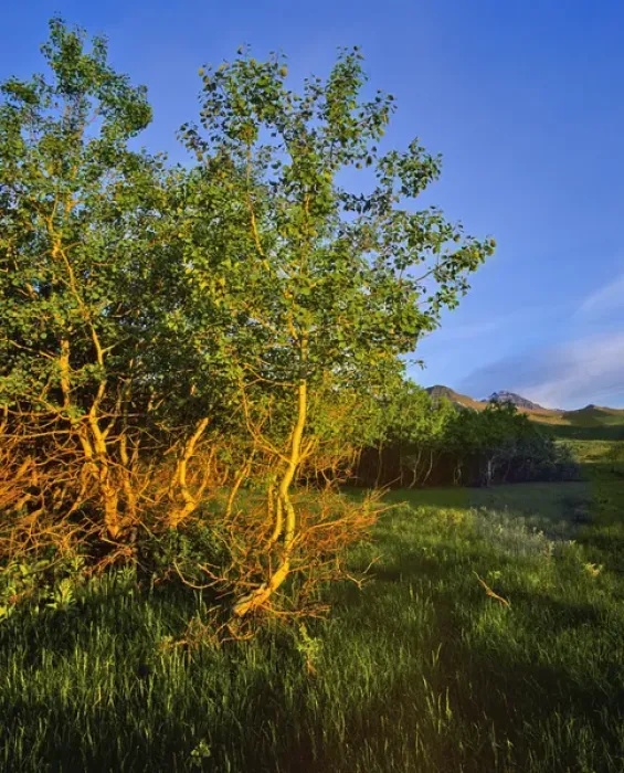 Framed Print : Quaking Aspen Grove along the Rocky Mountain Front in Waterton Lakes National Park in Alberta Framed Print : Quaking Aspen Grove along the Rocky Mountain Front in Waterton Lakes National Park in Alberta