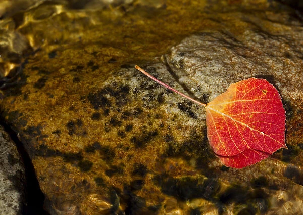 Quaking aspen leaf in fall colors in the south Ponil Creek on Baldy mountain in the