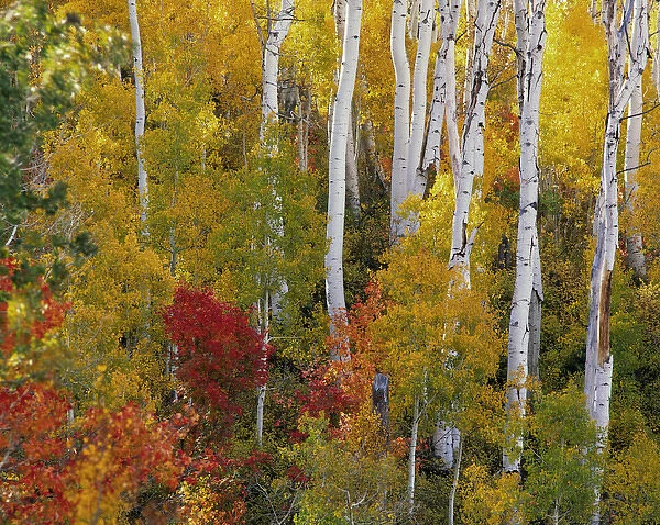 Quaking Aspen (Populus tremuloides) grow as a colony from a single seedling among Maple trees