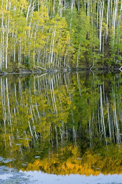 Quaking Aspen (Populus tremuloides) Trees and Reflection, Twin Ponds, FishLake National