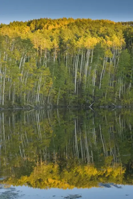 Framed Print : Quaking Aspen (Populus tremuloides) Trees and Reflection, Twin Ponds, FishLake National Framed Print : Quaking Aspen (Populus tremuloides) Trees and Reflection, Twin Ponds, FishLake National